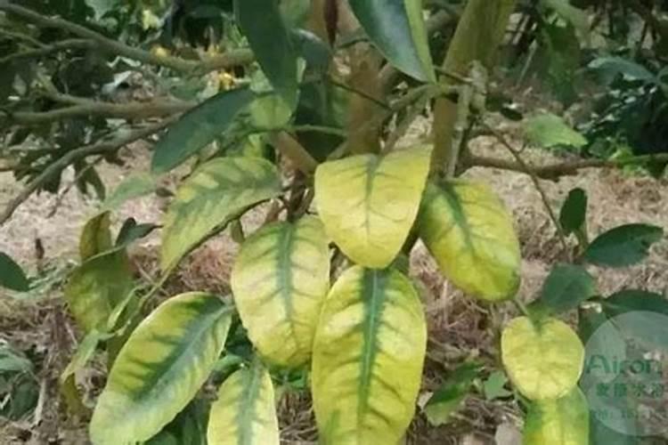 福建省种植哪些桉树品种？
