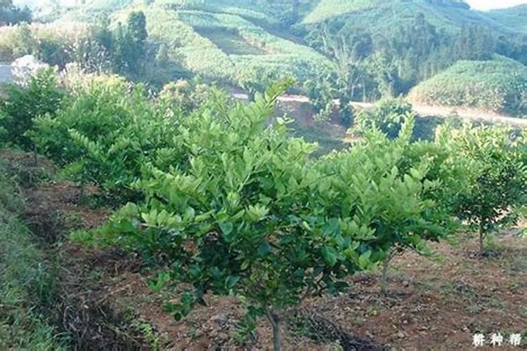 柠檬树用什么肥料好