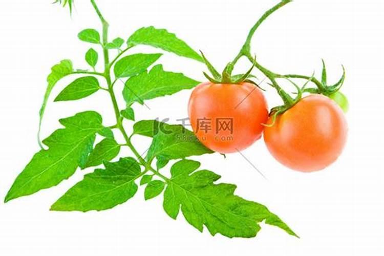 用最简单的方法制作种菜肥料
