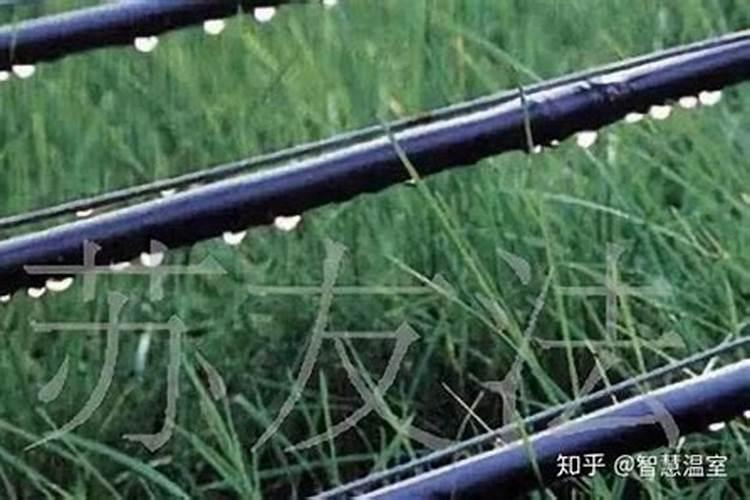 巨峰葡萄室内大棚阴雨天可以保果吗？