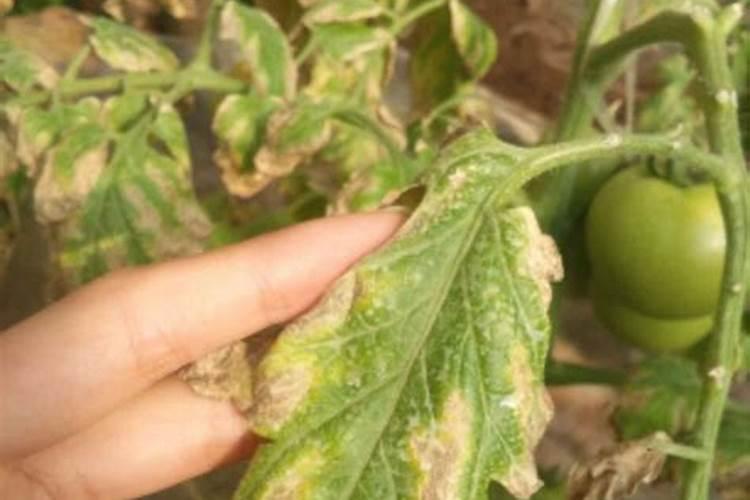 这会樱桃坐果树叶有🐛打什么药