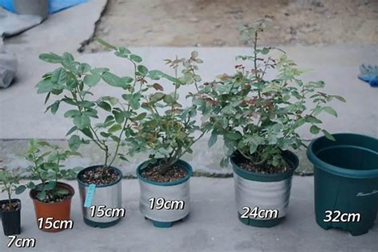 芸苔素浓度多少 月季