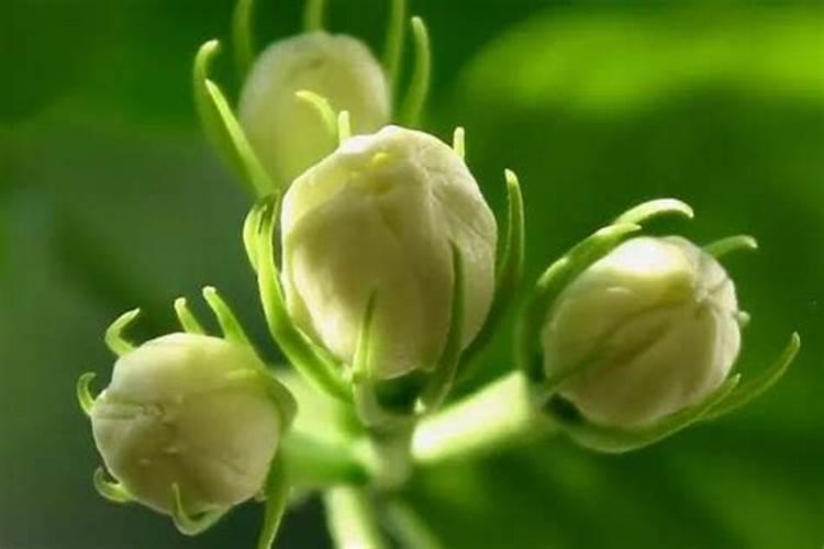 茉莉花在打花苞能施肥
