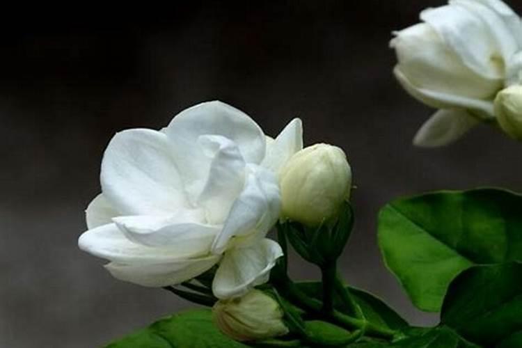 茉莉花的叶子和花苞都枯萎了 ,如何才能把它救活？