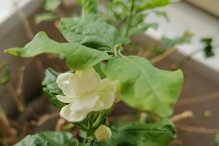 茉莉花开花了该不该施肥