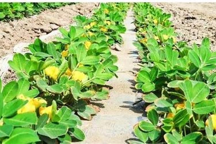 花生叶面肥什么时候打
