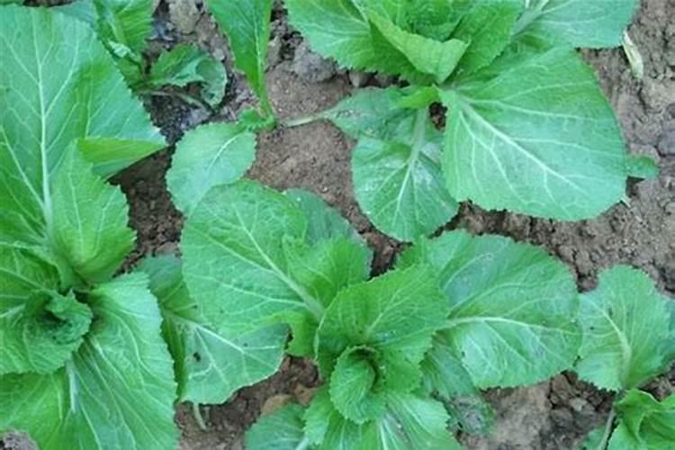 芥菜的高产种植技巧介绍 芥菜怎么施肥养殖