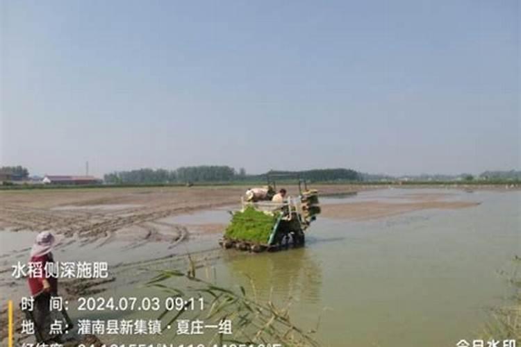 水稻田撒复合肥无埂流水会影响肥料吗？