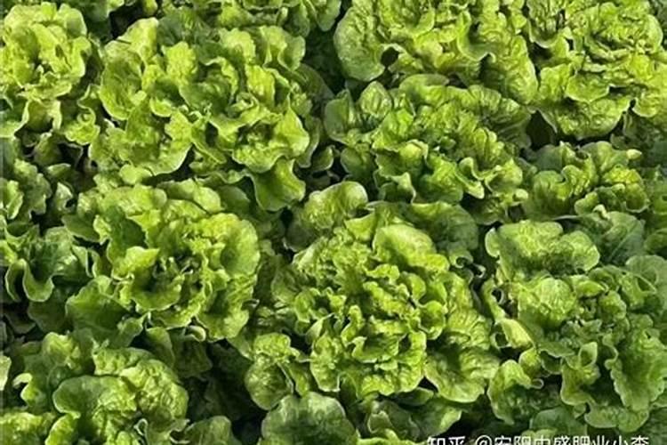 “侧深施肥”是什么？主要技术要点有什么？