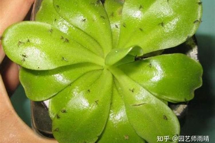 花盆里施了有机肥长毛怎么办
