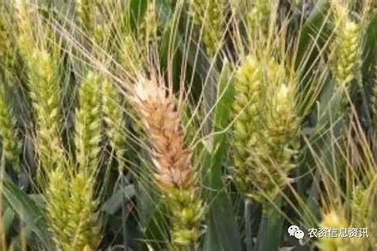 小麦后期打什么药