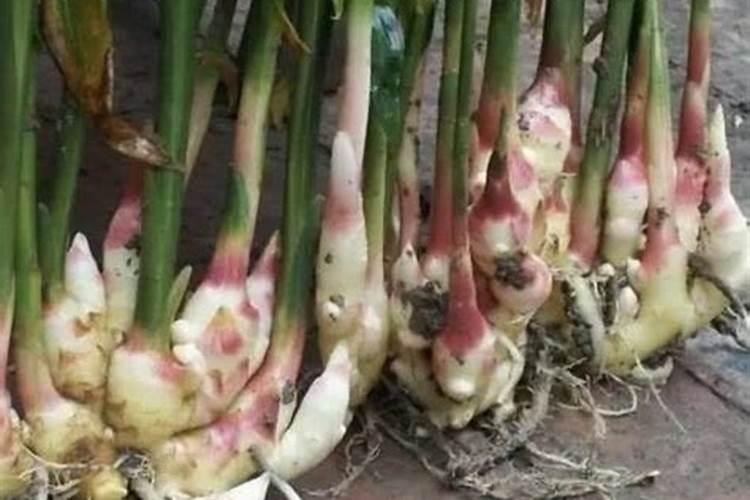 砷钇矿分析