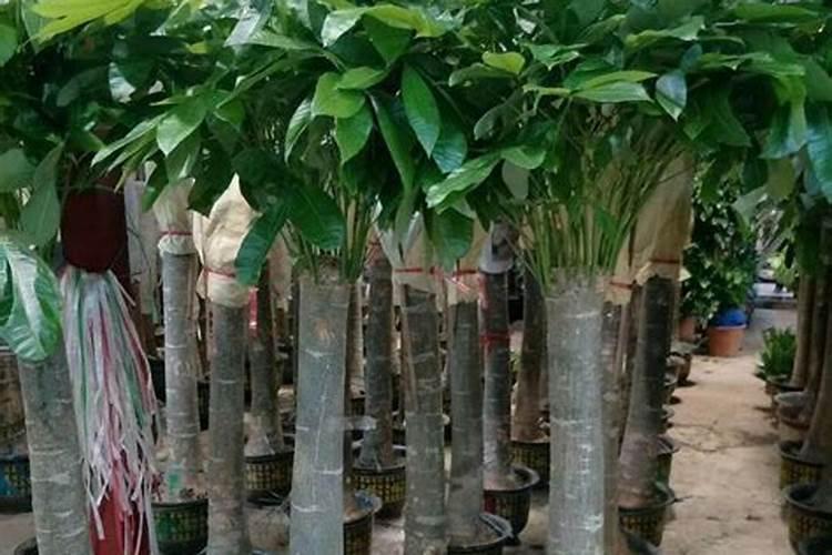 安庆的护子叫什么菜