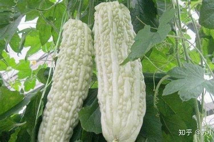 花菜喜欢什么样的肥料