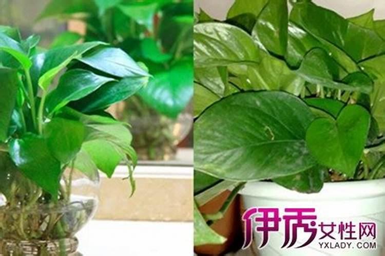 绿箩怎么养护 绿萝怎么养护与浇水