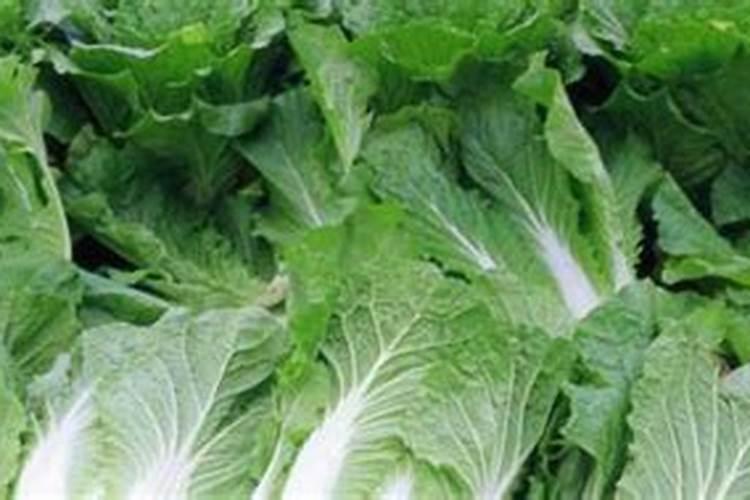小白菜哪时候施肥比较好 小白菜什么时候施肥