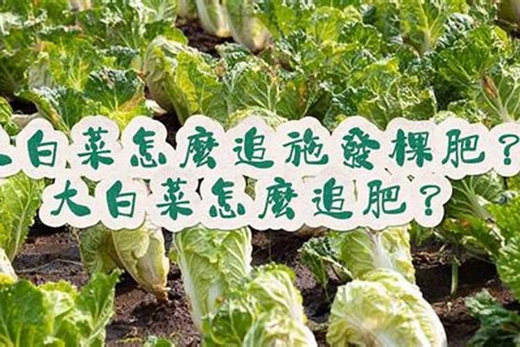 大白菜长多大的时候放尿素？施肥方法呢？教教我呗
