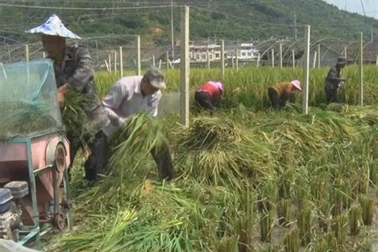 小麦灌浆期多少天,小麦灌浆期如何管理