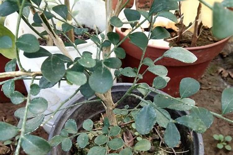 盆栽桂花施什么肥春季怎么管理