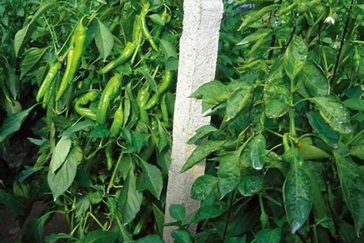 菜椒怎么种产量才高 菜椒产量才高的种植技巧