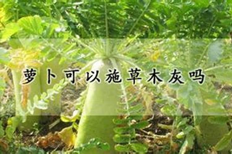草木灰怎么施