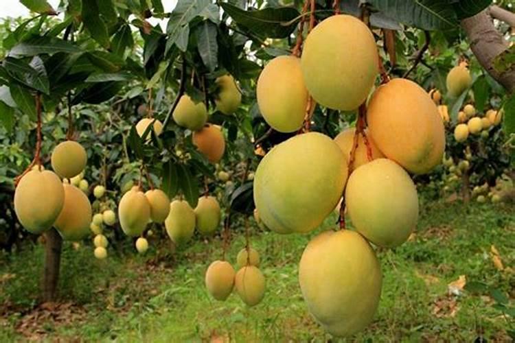 绣球花喜欢肥料吗？你喜欢用什么肥料？