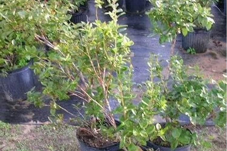 花生什么时候打芸苔素