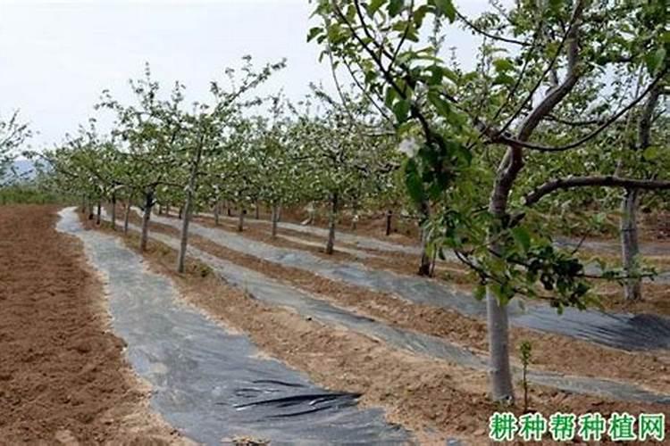 苹果保花保果用那些肥料好？苹果膨果期打什么叶面肥长的快？
