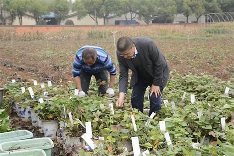 钾对甘薯的库与源关系有哪些影响？