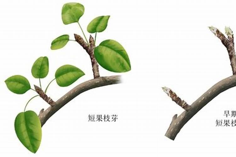 叶面肥在葡萄管理上非常重要,如何用才能够达到最好的效果？