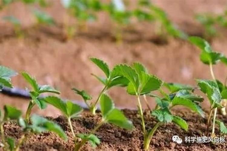 硼过量对植物的危害