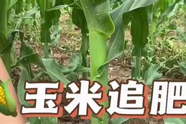 玉米开花后还施肥吗 玉米开花后还要不要施肥