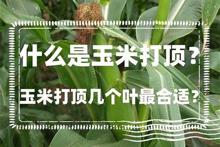 黄腐植酸钾可以用于铁线莲吗？