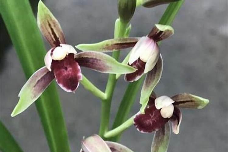 怎么养好兰花？