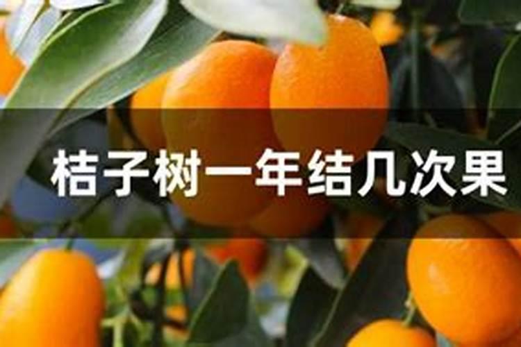 艾叶和青蒿的区别