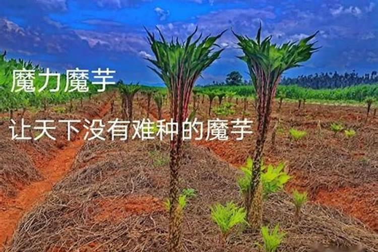 魔芋为什么对土地伤害大？