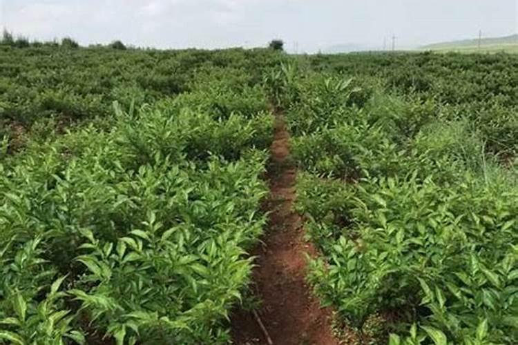种植生姜的土地能种植魔芋吗？