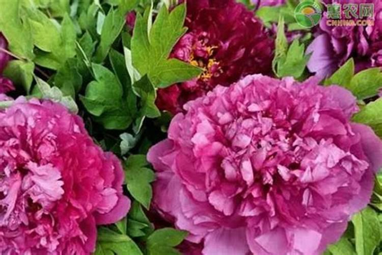 牡丹萌芽了什么时候施肥,用什么肥