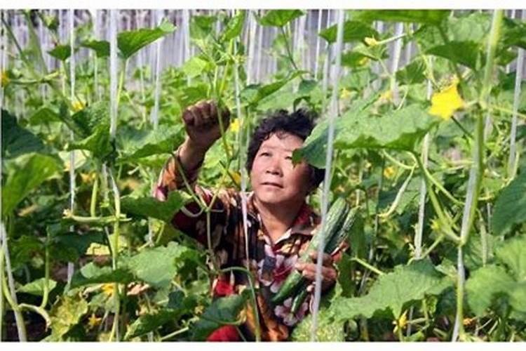 硼在种黄瓜时怎样使用？