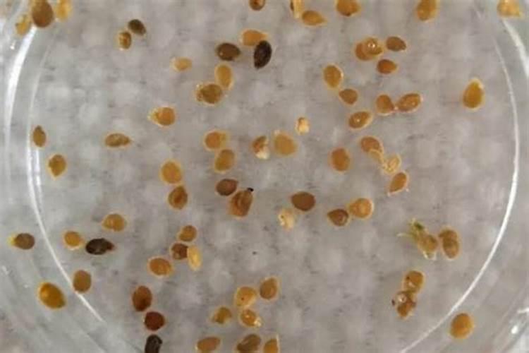 把尿素当作叶面肥喷施使用,效果真能翻倍吗？
