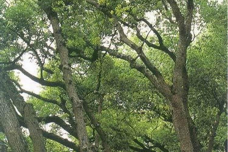 苗木施秋肥有多重要？秋季该怎么施肥？