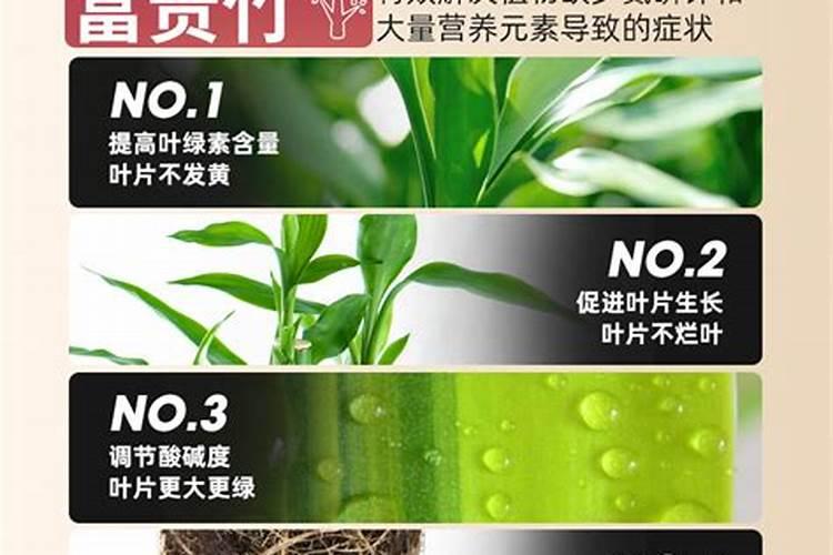 沙糖桔施肥方法及注意事项