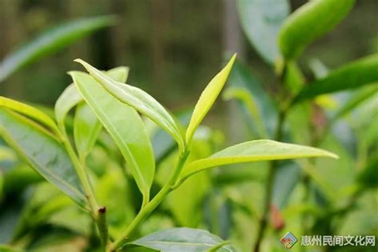 茶叶叶面肥催芽肥的正确使用