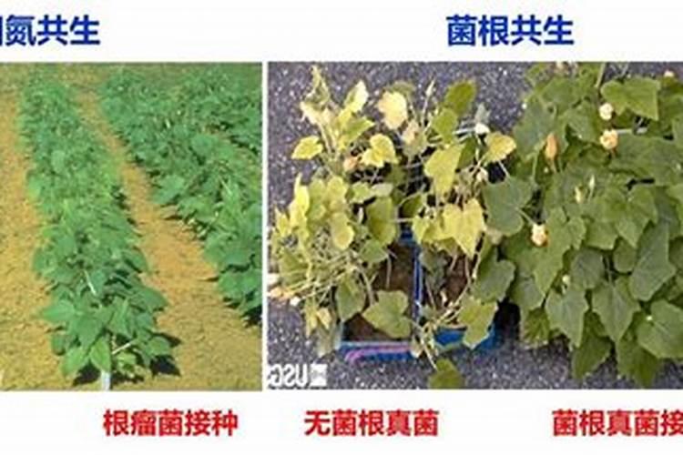 芹菜叶子黄了是缺少什么肥料 补救方法有哪些
