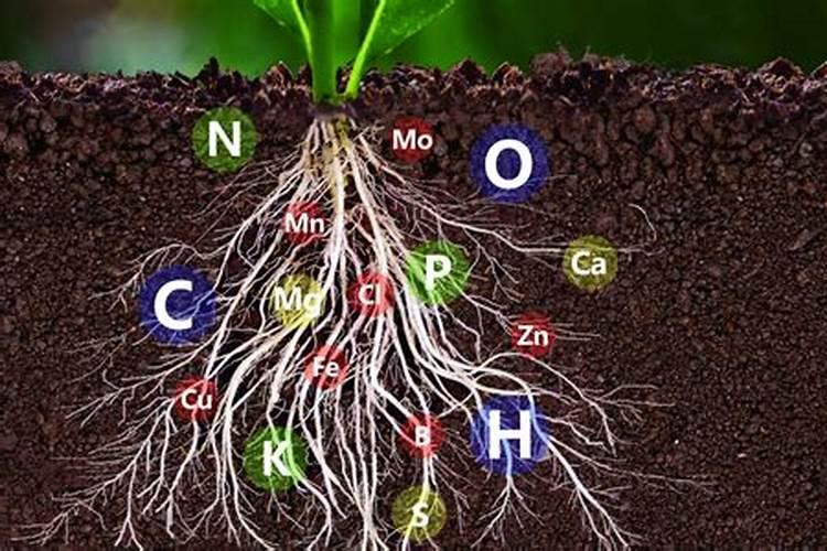 广西垂青旺财好懒人肥(柑橘)一桶价格多少？