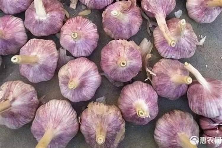 大蒜专用什么肥料