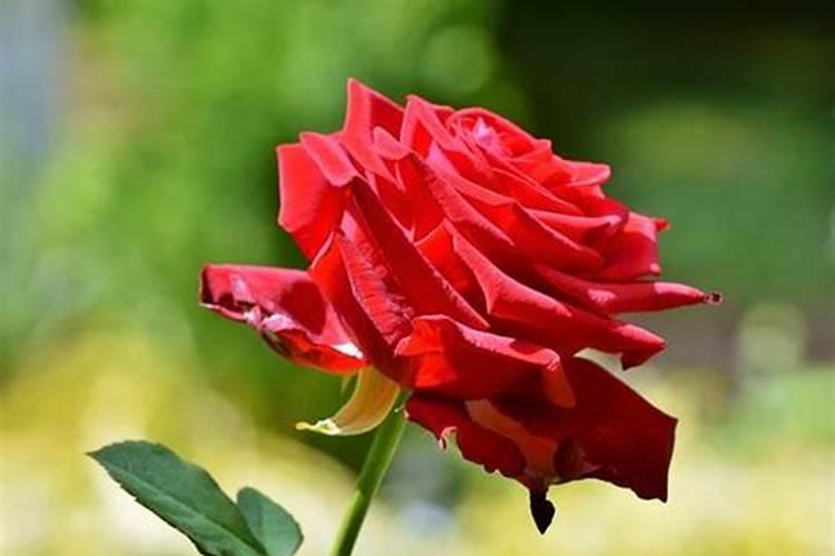 月季花如何追肥