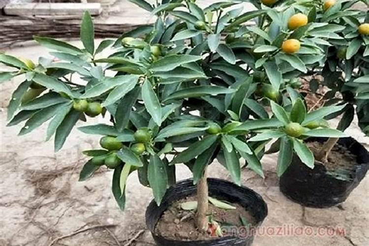 新栽柑橘幼苗怎么施肥 一年需要施几次肥