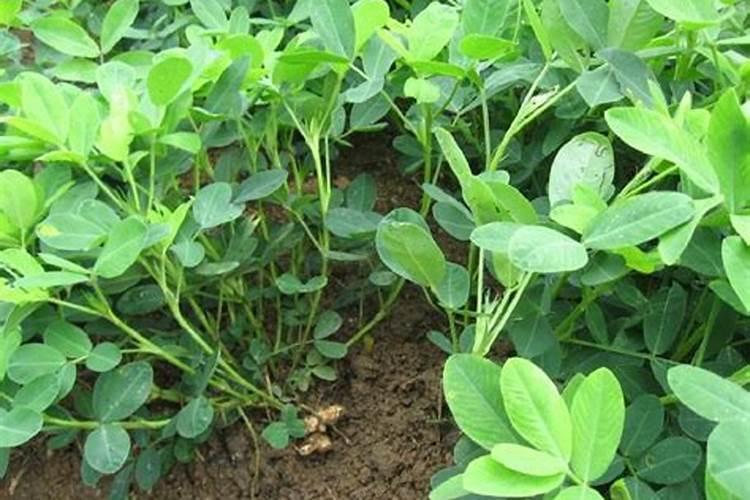 种植花生需要什么肥料 种植花生用什么肥料