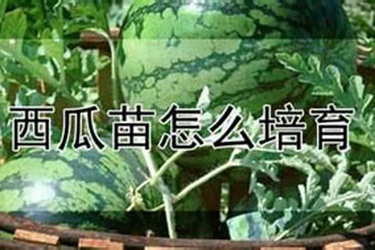 西瓜一般都会有哪种病害